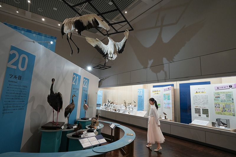 一生分の鳥が見られる！？400点を超える標本が大集合【大阪市立自然史博物館】