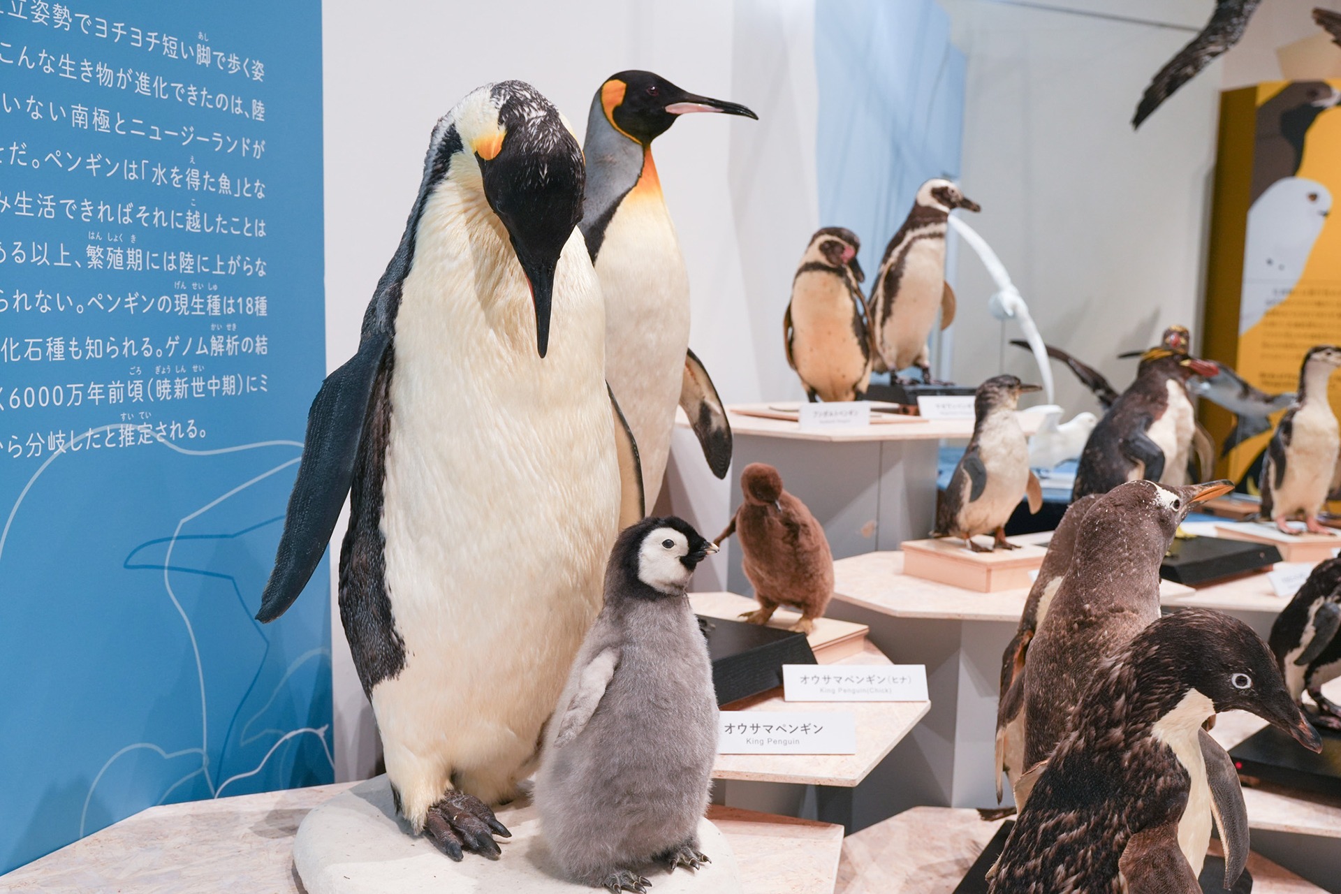 一生分の鳥が見られる！？400点を超える標本が大集合【大阪市立自然史博物館】